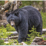 Foto: Yellowstone National Park