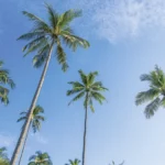 Foto: lifeforstock / Freepik