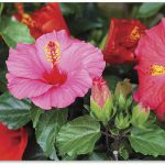 Foto: Spencer Wing – Pixabay