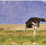 Foto: Zairon (CC by-sa 4.0)