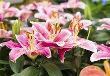 God’s Beloved Flower