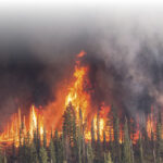 Photo: Forest Service, USDA