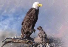 Under a Mother’s Protection