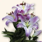 Foto: wirestock/ Freepik